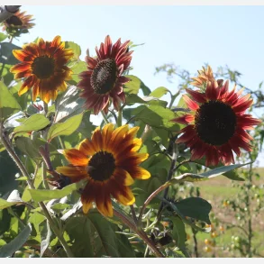 R�d solros ROTE SONNENBLUME - Ekologiska fr�er (Demeter)