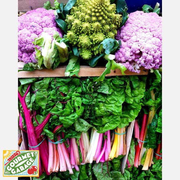 Blomk�l ROMANESCO PRECOCE 