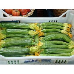 Zucchini Romanesco - STORPACK