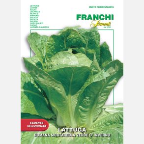 Romansallat Mortarella verde d'inverno - STORPACK