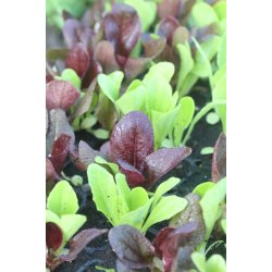 Romansallatmix (Misticanza lattughe romane)