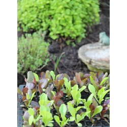 Romansallatmix (Misticanza lattughe romane)