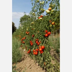 Tomat RONDOBELLA 