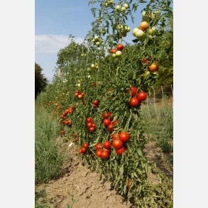 Tomat RONDOBELLA 