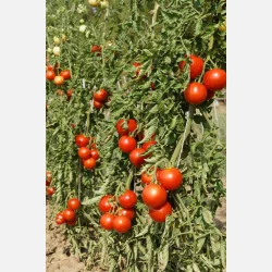 Tomat RONDOBELLA 