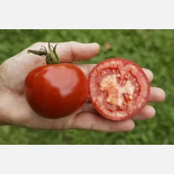 Tomat RONDOBELLA 