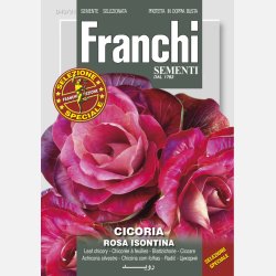 Cicoria Rosa Isontina / Goriziana 