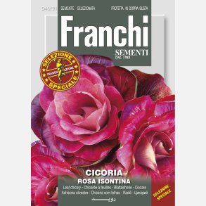 Cicoria Rosa Isontina / Goriziana 
