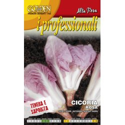 Cicoria rosa - rosa radicchio 