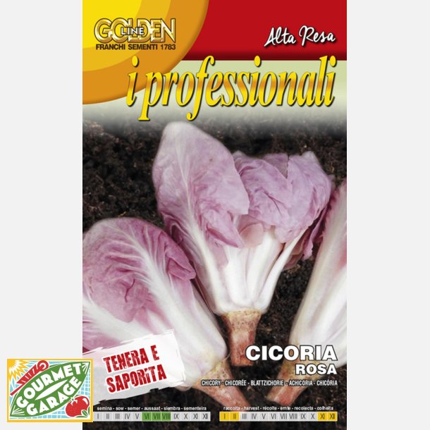 Cicoria rosa - rosa radicchio 