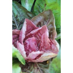 Cicoria rosa - rosa radicchio 