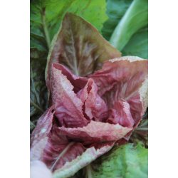 Cicoria rosa - rosa radicchio 