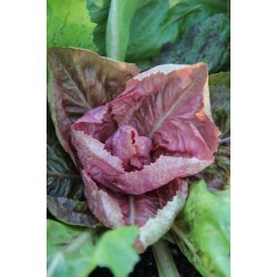 Cicoria rosa - rosa radicchio 