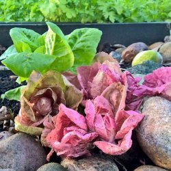 Cicoria rosa - rosa radicchio 