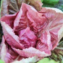 Cicoria rosa - rosa radicchio 
