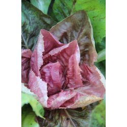 Cicoria rosa - rosa radicchio 