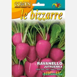 Rdisa rosa Jutrzenka