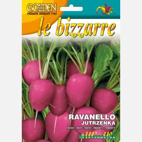 Rdisa rosa Jutrzenka