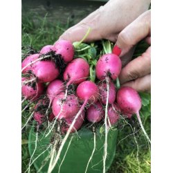 Rdisa rosa Jutrzenka