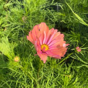 Rosenskra APRICOTTA - ekologiska frer