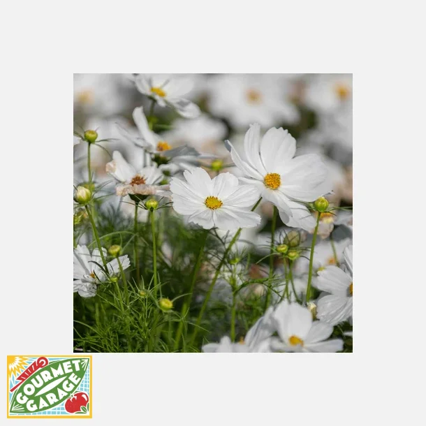 Rosenskra Blanc Pur - ekologiska frer