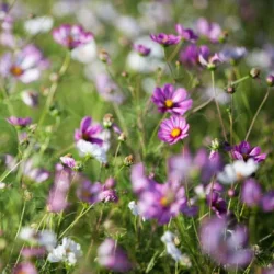 Rosenskra Candy Stripe - ekologiska frer