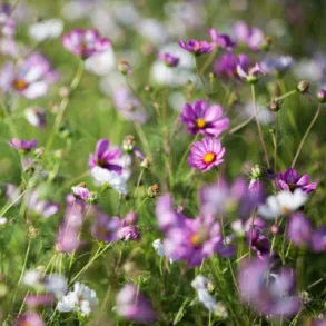 Rosenskra Candy Stripe - ekologiska frer