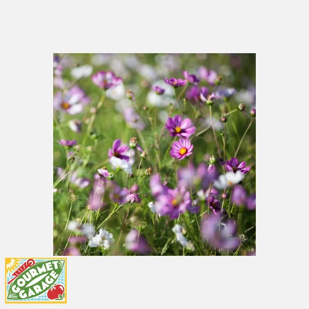 Rosenskra Candy Stripe - ekologiska frer