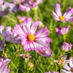 Rosenskra CAPRIOLA- ekologiska frer