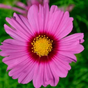 Rosenskra Gloria  - ekologiska frer