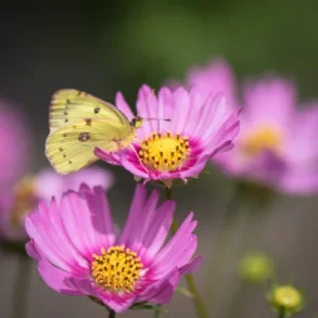 Rosensk�ra PINK POP SOCKS - Ekologiska fr�er