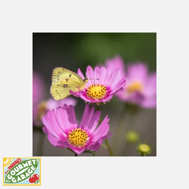 Rosensk�ra PINK POP SOCKS - Ekologiska fr�er