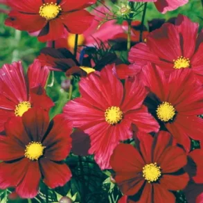 Rosensk�ra ROUGE CARMIN - Ekologiska fr�er