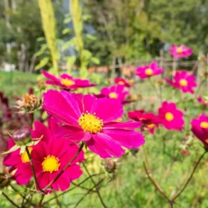 Rosenskra SENSATION - ekologiska frer