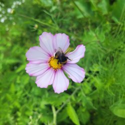 Rosenskra Candy Stripe - ekologiska frer