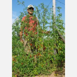 FRBOX - TOMATBOX FR UTOMHUSODLING 