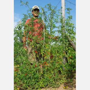 FRBOX - TOMATBOX FR UTOMHUSODLING 