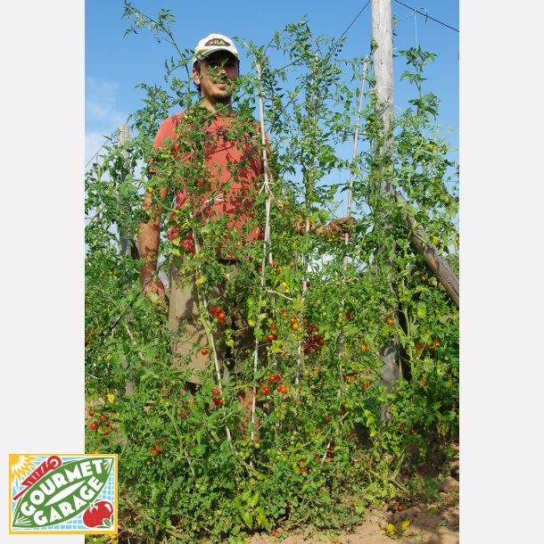 FRBOX - TOMATBOX FR UTOMHUSODLING 