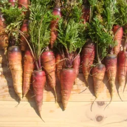 Morot rd ROUGE SANG - ekologiska frer