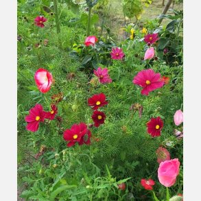 Rosenskra Rubenza - ekologiska frer