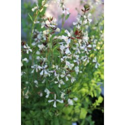 Rucola COLTIVATA - ekologiska frer - STORPACK