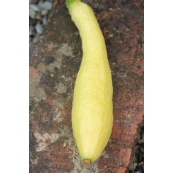 Zucchetta Rugosa Friulana 