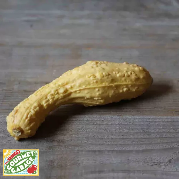 Zucchini RUGOSA FRIULANA - POP-CORN - ekologiska frer