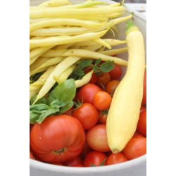 Zucchetta Rugosa Friulana 