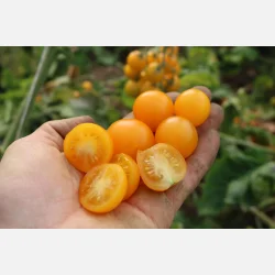 Tomat SU-9004 - Demeter-certifierade fr�er