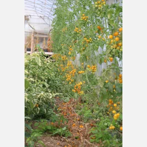 Tomat SU-9004 - Demeter-certifierade fr�er