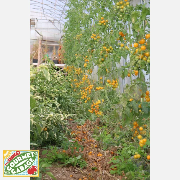 Tomat SU-9004 - Demeter-certifierade fr�er