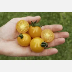 Tomat SUNVIVA - Demeter-certifierade fr�er - OPEN SOURCE SEEDS