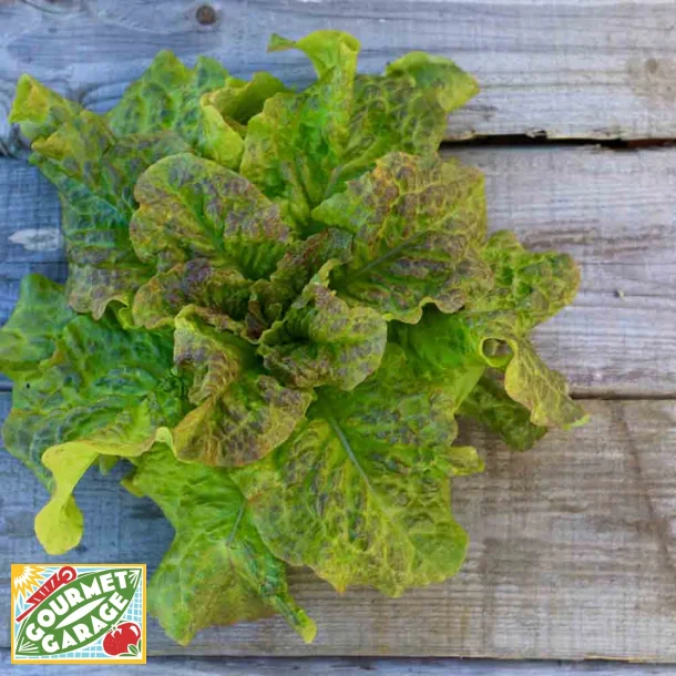 Huvudsallat SAINT ANTOINE - Ekologiska fr�er