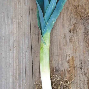 Purjol�k SAINT VICTOR - Ekologiska fr�er